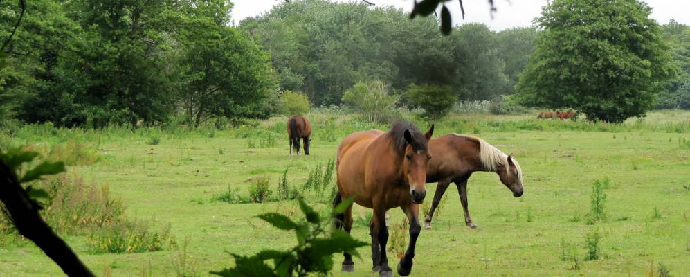 
            Фотография Ренессе
