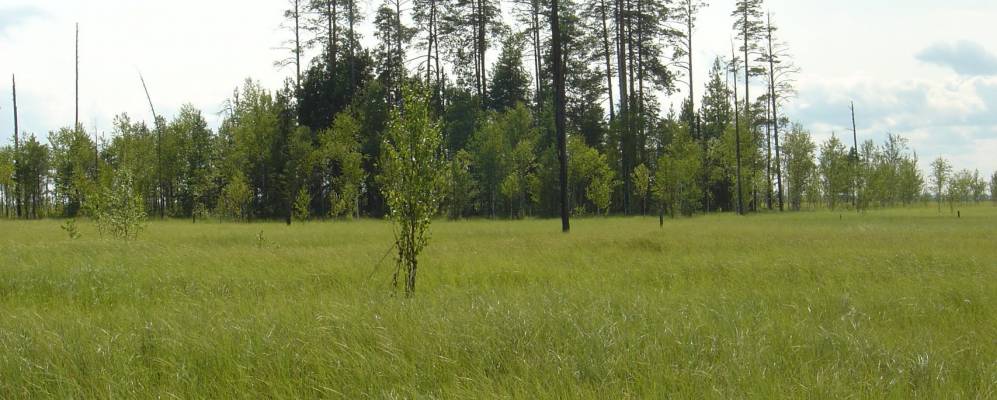 Фотография Пернатов