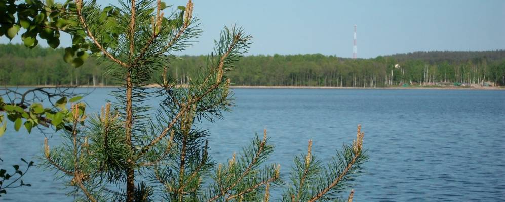 
            Фотография Овсяного