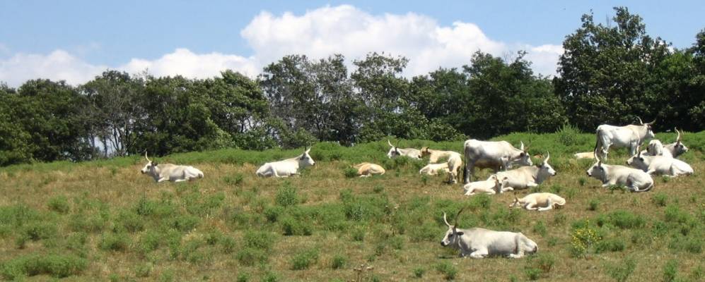 
            Фотография Торримпиетры