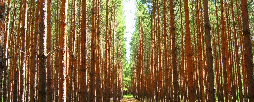 Фотография Желтиков