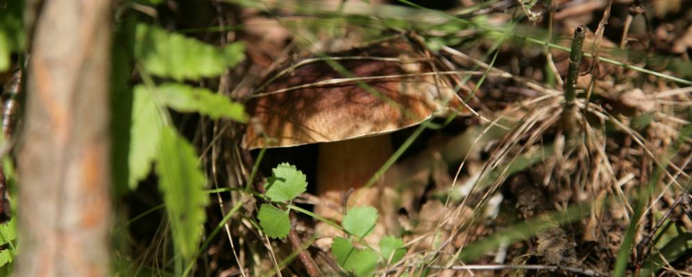 
            Фотография Гришино