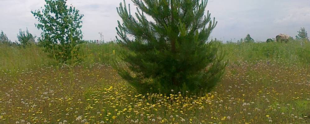 
            Фотография Никольского