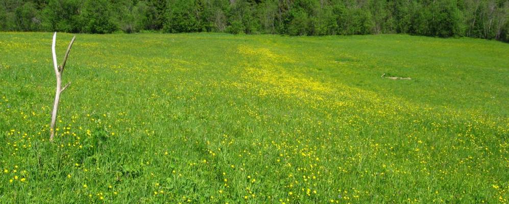 
            Фотография Коварзино