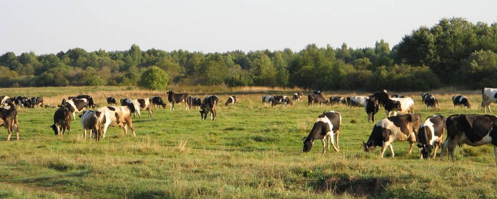 
            Фотография Шуклино