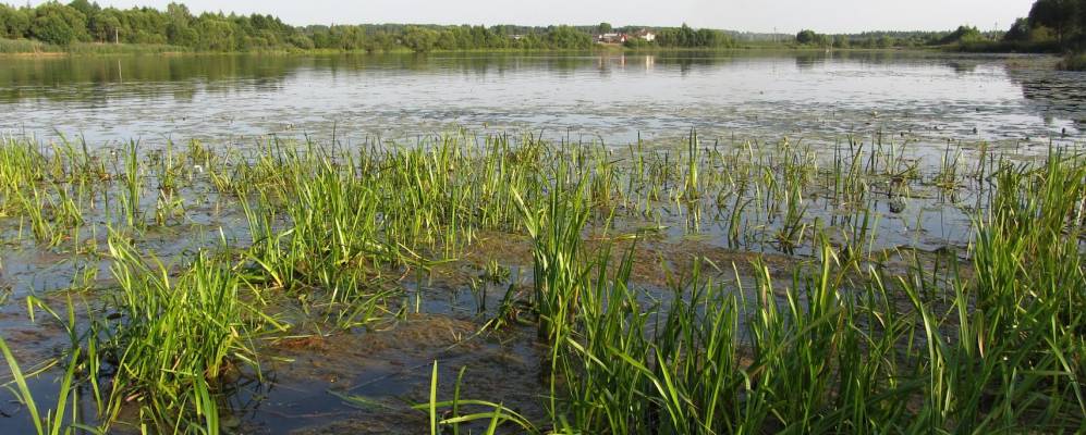 Фотография Бараней