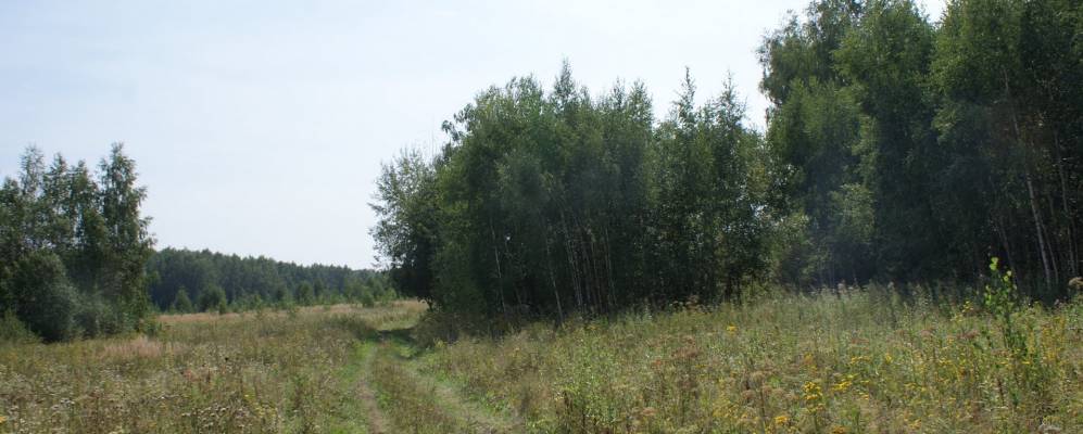 
            Фотография Комолы