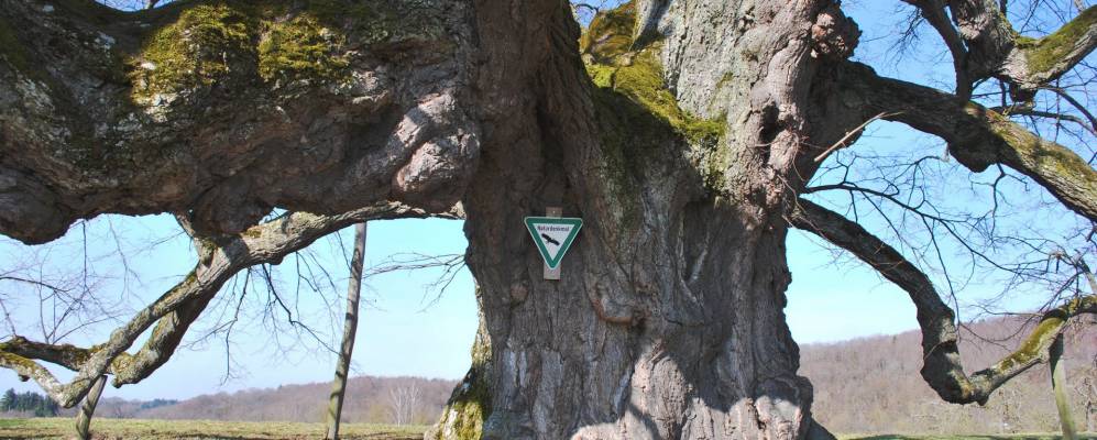 
            Фотография Бернштадт