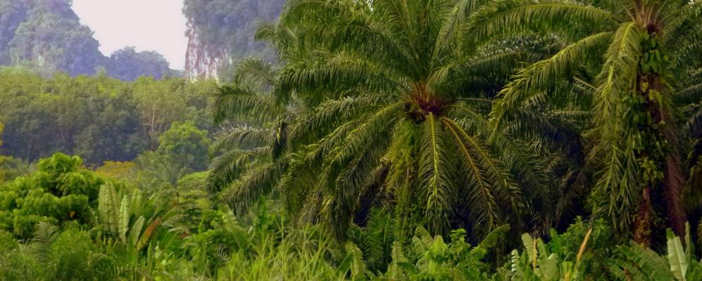 
            Фотография Khlong Thom