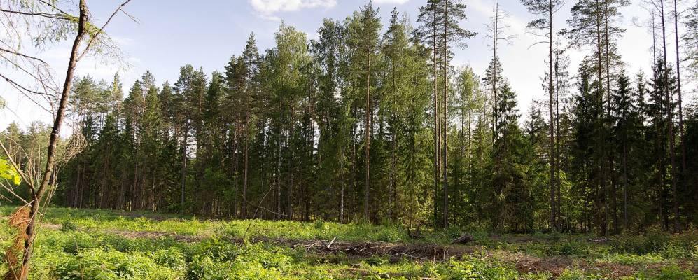 
            Фотография Мазулино