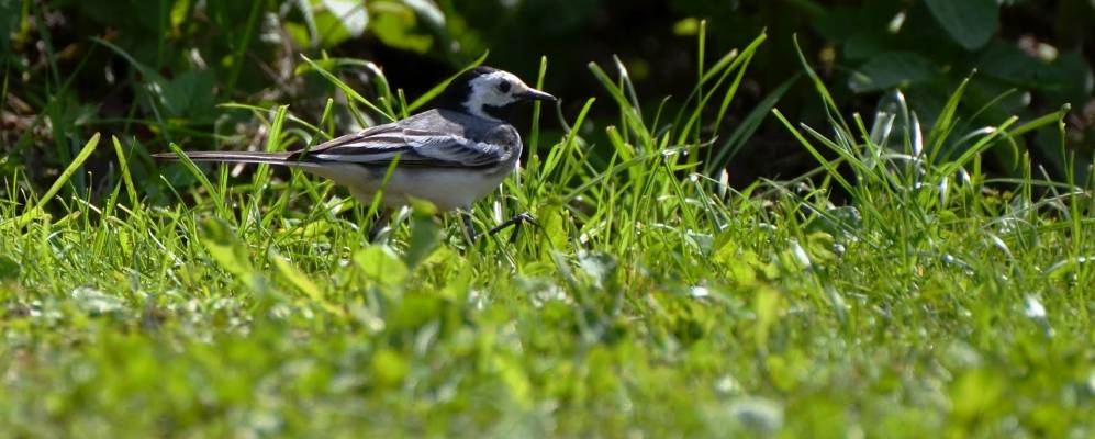 
            Фотография Машино