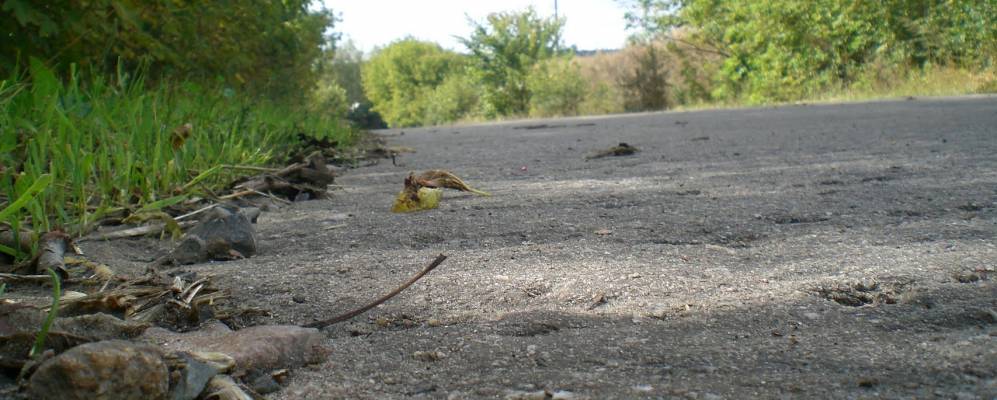 
            Фотография Поляного