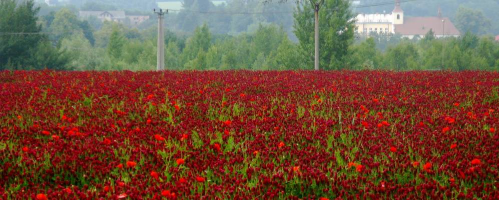 
            Фотография Петровицы у Карвинэ