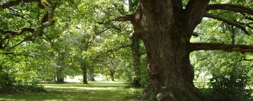 
            Фотография Лампенберга