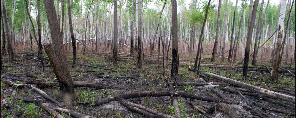 Фотография Большой Куры