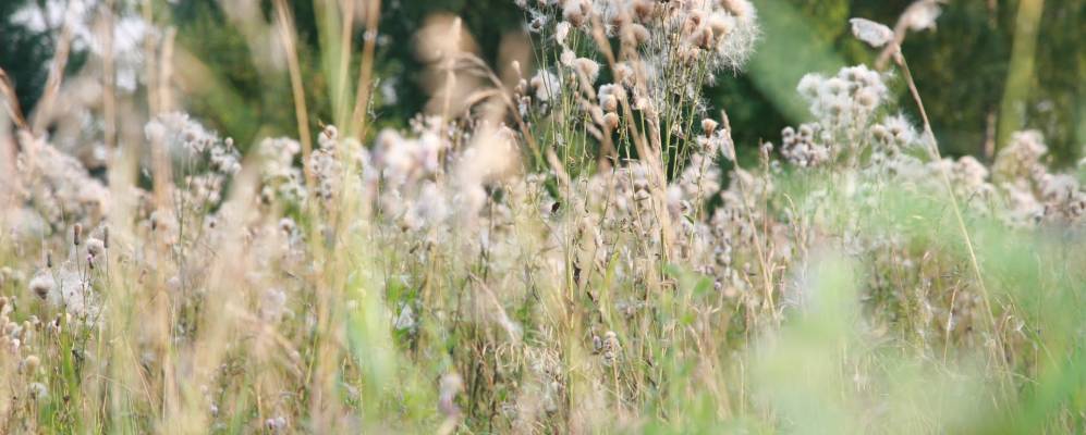 
            Фотография Коткино