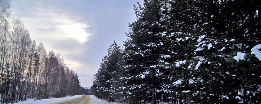 
            Фотография Камыша