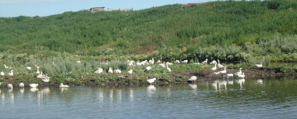 
            Фотография Березовки