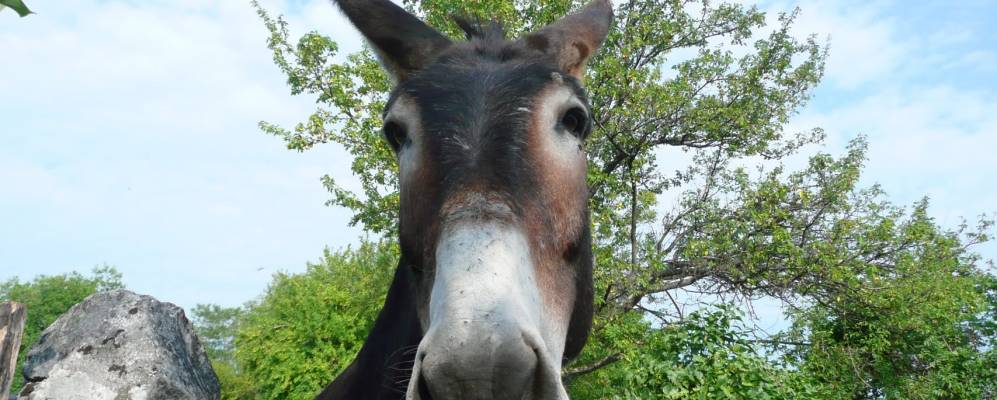 
            Фотография Добрыни