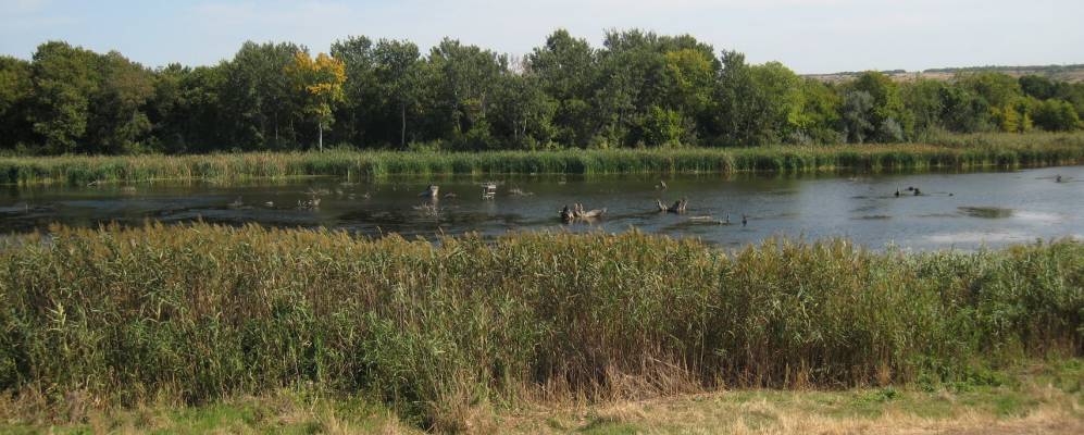 
            Фотография Сизого