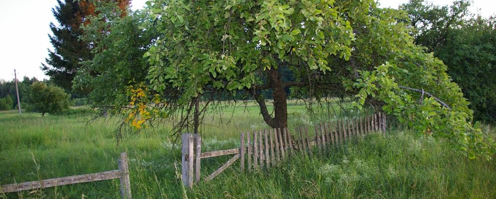 
            Фотография Лебедя