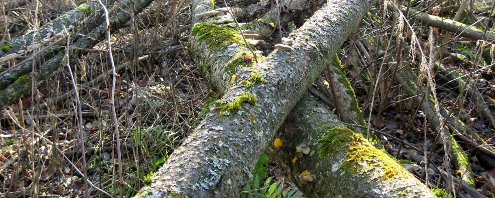 
            Фотография Приволья