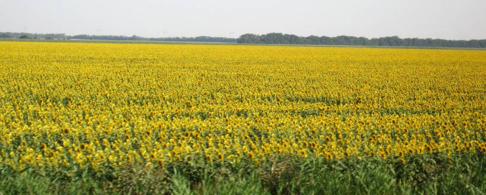 
            Фотография Гришковского