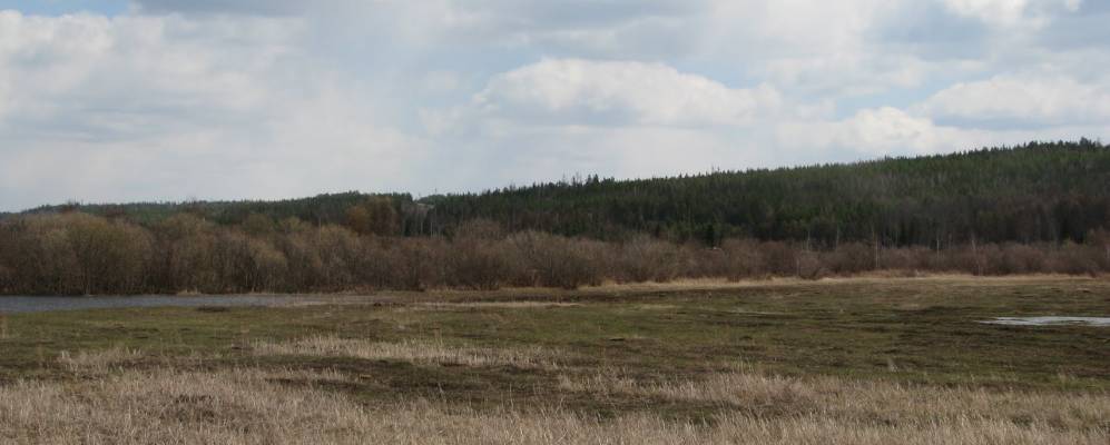 
            Фотография Бамбуя