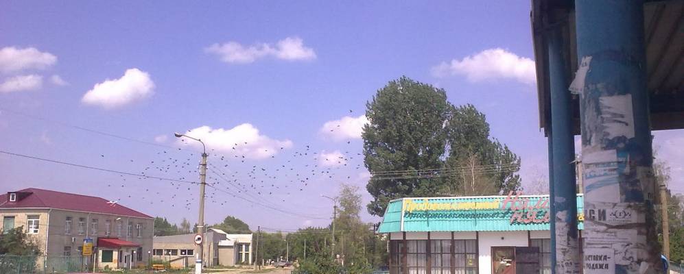 
            Фотография Павловского