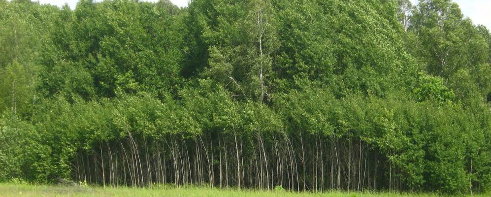 Фотография Жуково