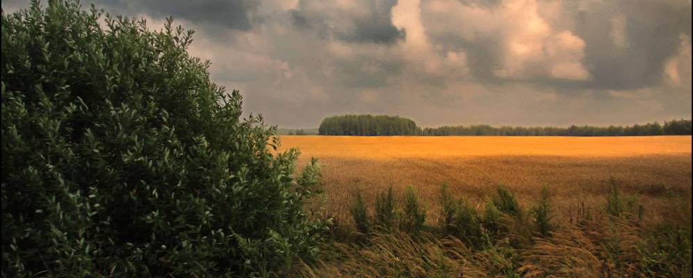 
            Фотография Шарино