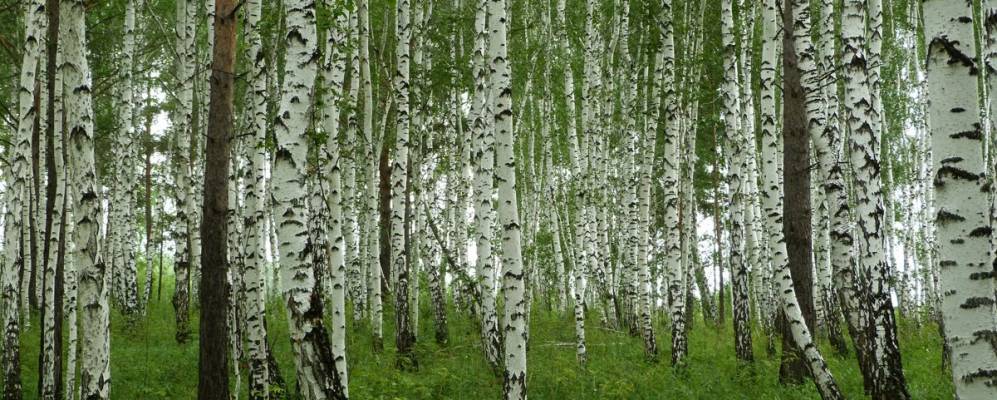 
            Фотография Тохи