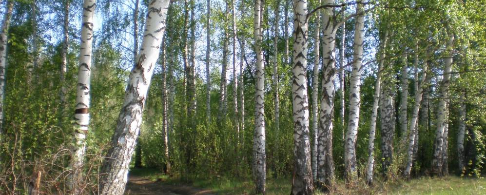 
            Фотография Новых Забалок