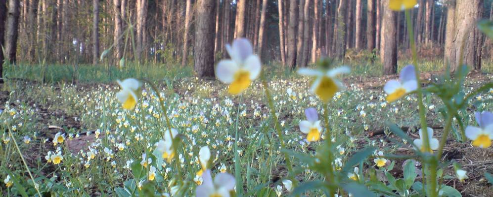 
            Фотография Березки-Чечельницкие