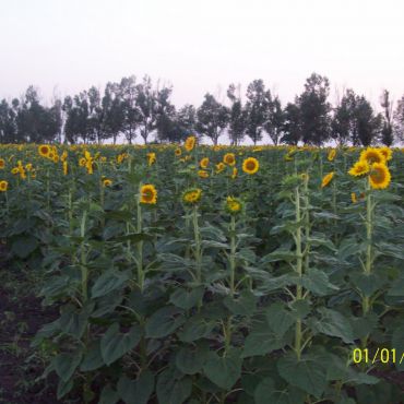 Лебединское