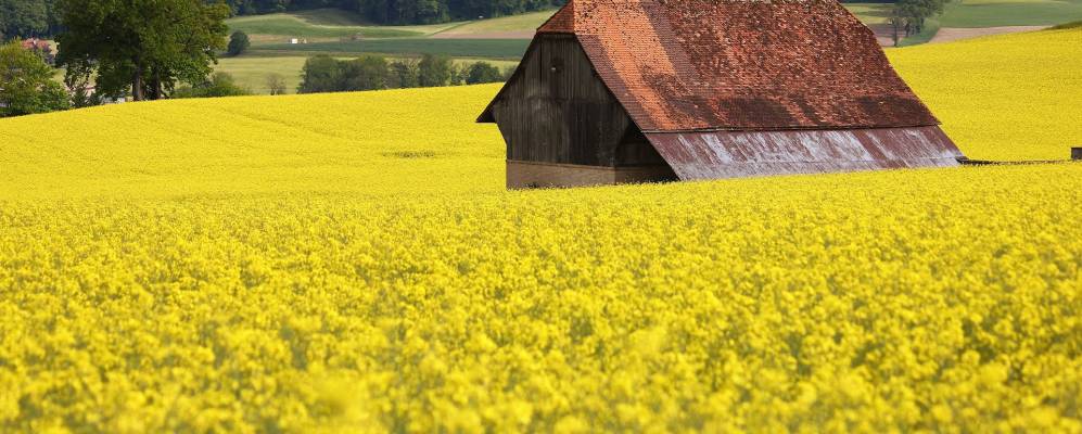 
            Фотография Корменбефа