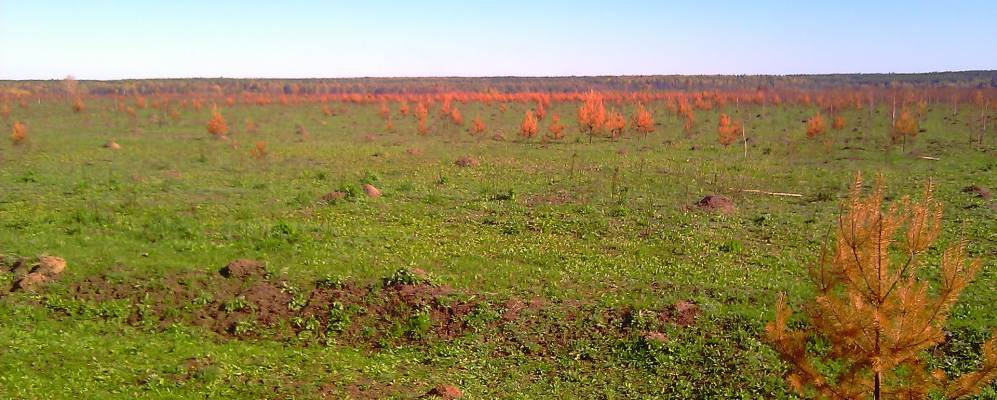 
            Фотография Панзелки