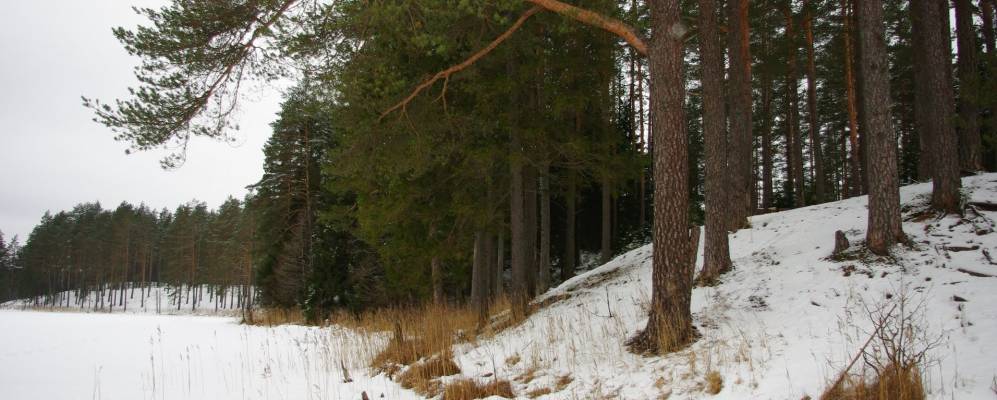 Фотография Нового Мозгирино