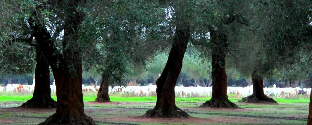 
            Фотография Чeрфиньяно