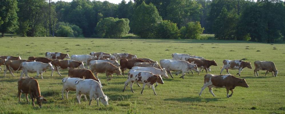 
            Фотография Ясной Поляны