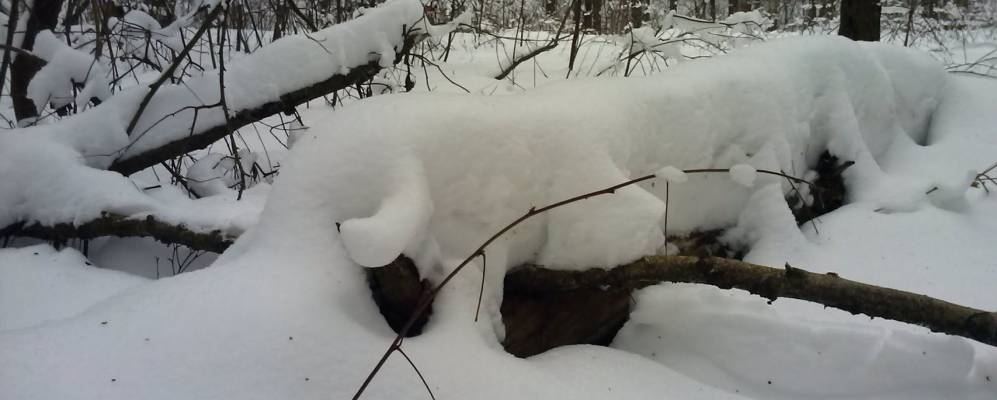 
            Фотография Пузичей