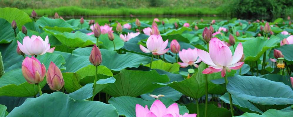 
            Фотография Новогордеевки