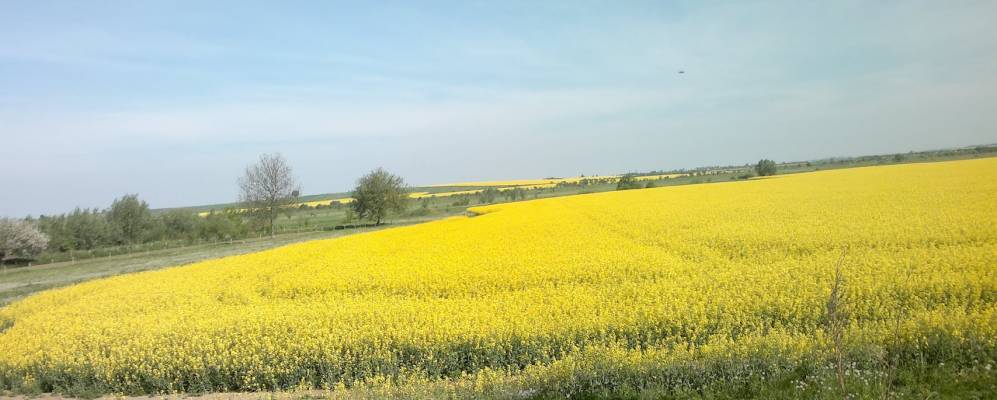 
            Фотография Новые Бирчицы