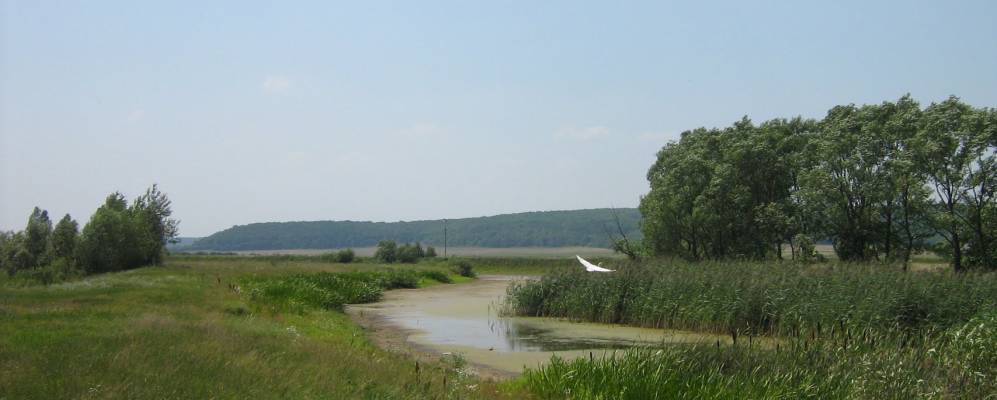 Фотография Дернового