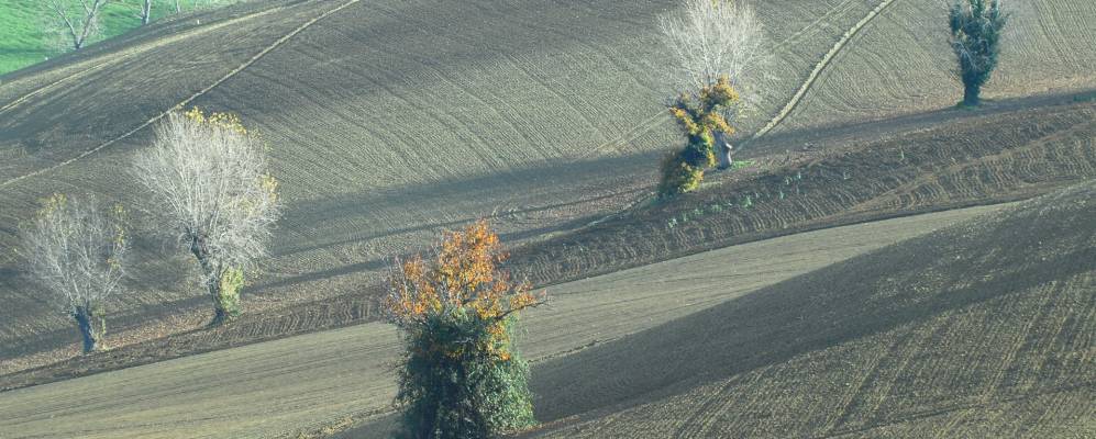 
            Фотография Джулиодори