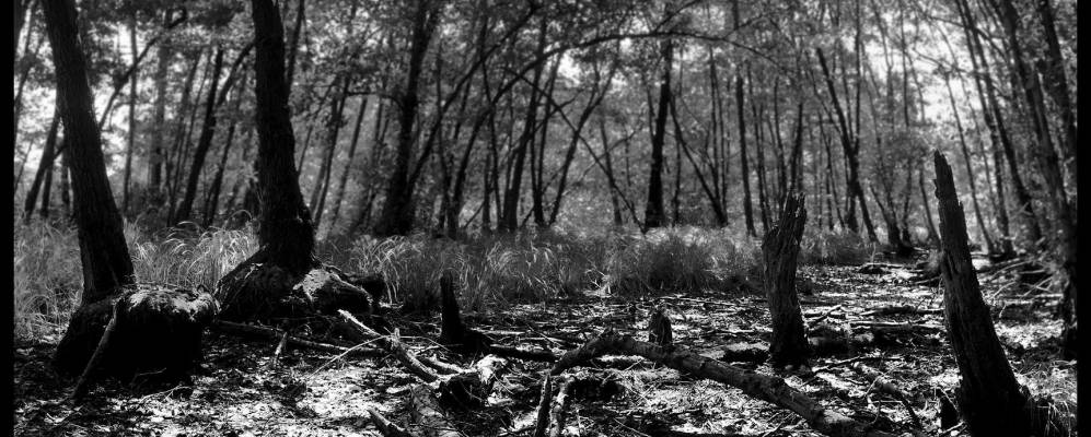 
            Фотография Кремеллы