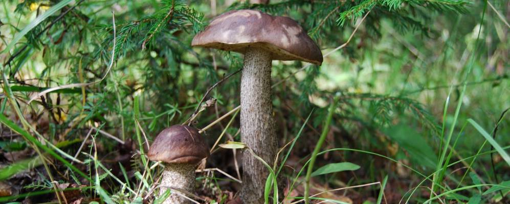 Фотография Ляховичей