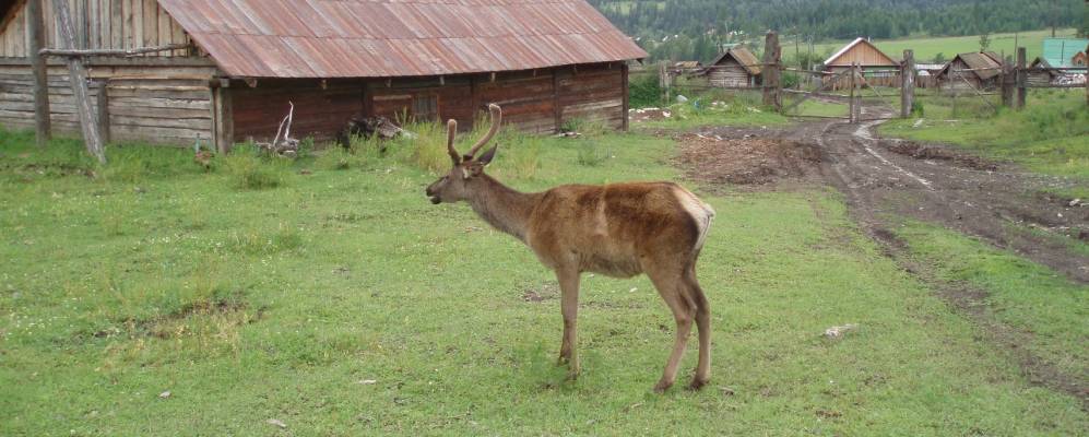 
            Фотография Маральника 1-го