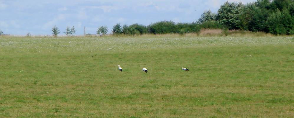 
            Фотография Веребково
