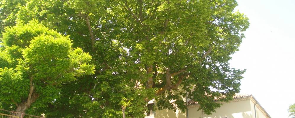 
            Фотография Фрозолоне